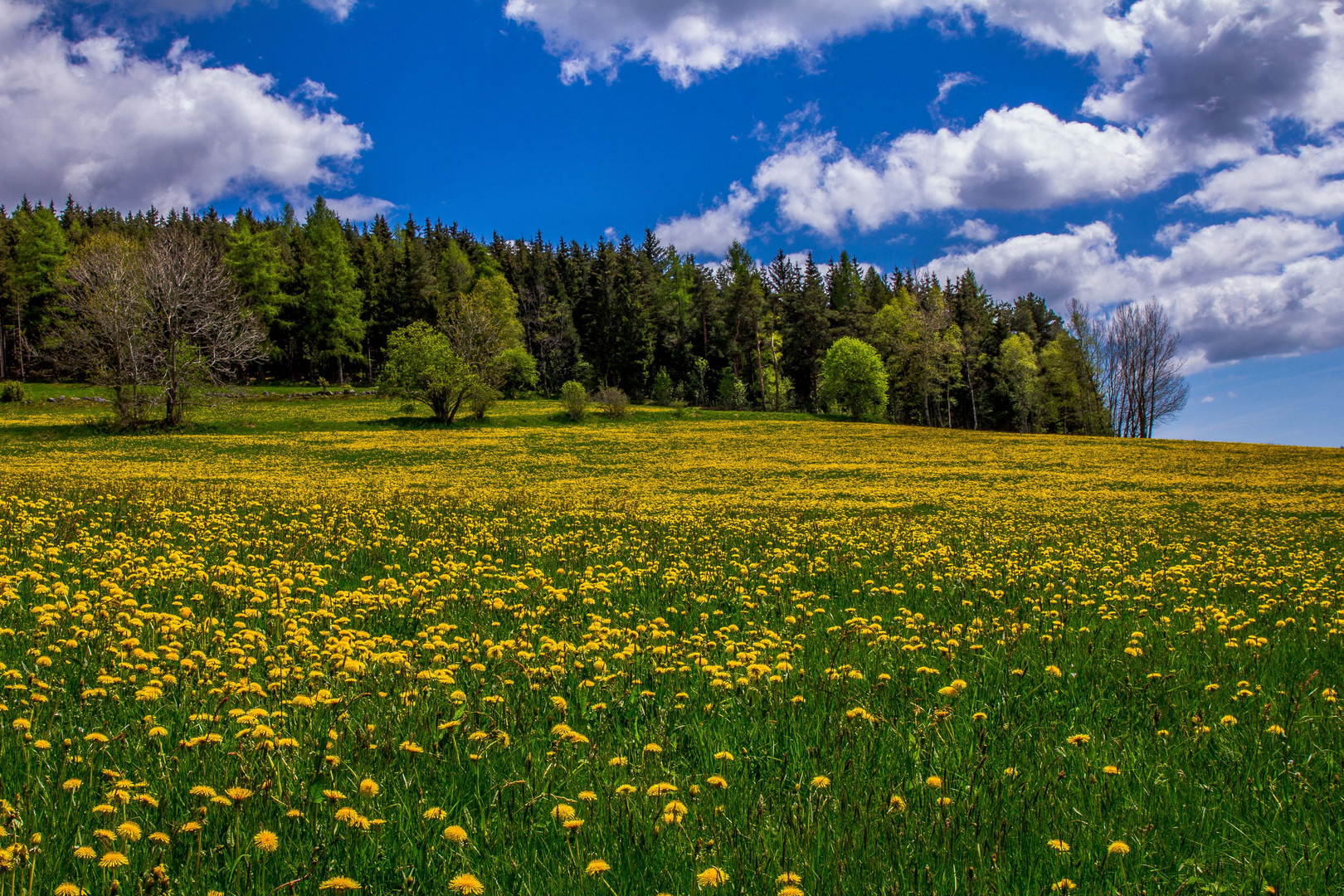 Hochschwarzwald im Frühling 2015