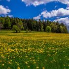 Hochschwarzwald im Frühling 2015