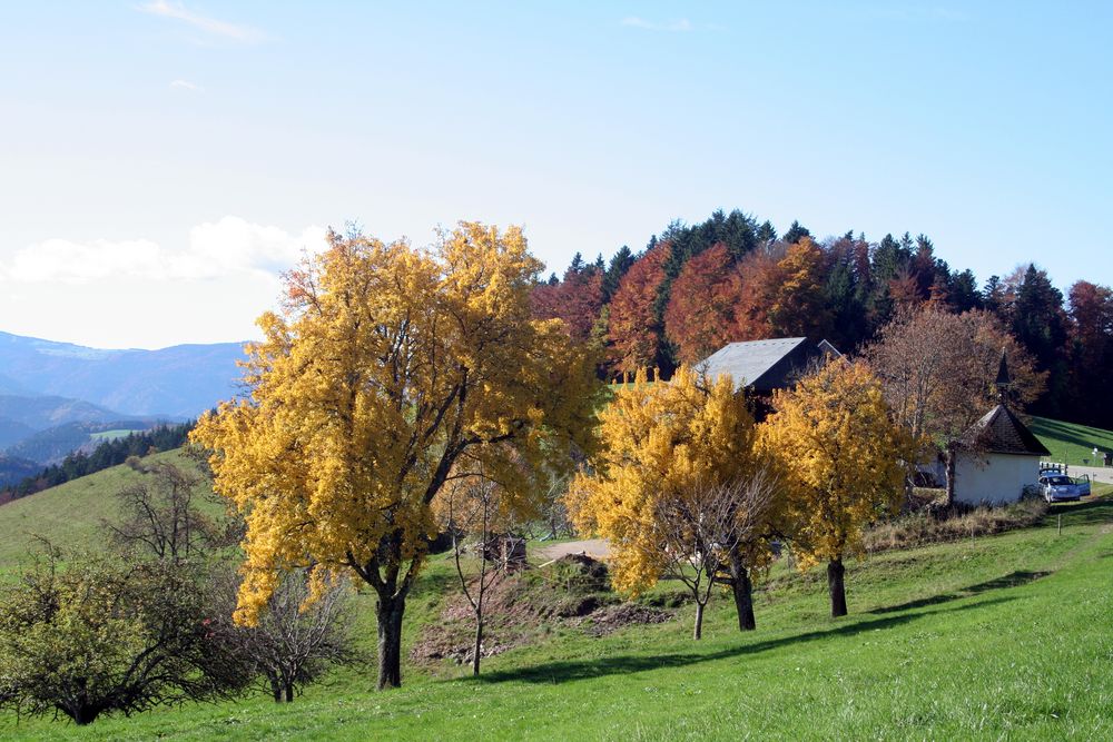 Hochschwarzwald im Spätherbst 2013