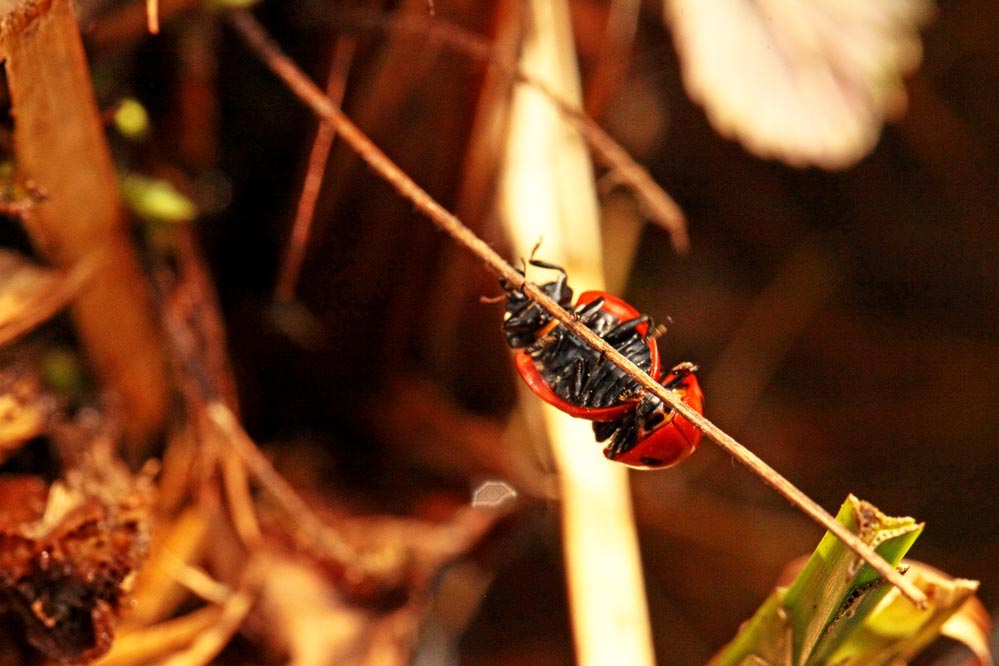 Hochseil-Akt - Coccinella septempunctata