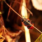 Hochseil-Akt - Coccinella septempunctata