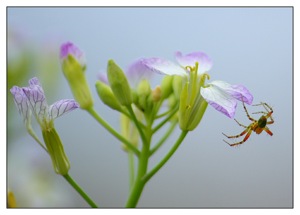 Hochseilakt an Radieschenblüte