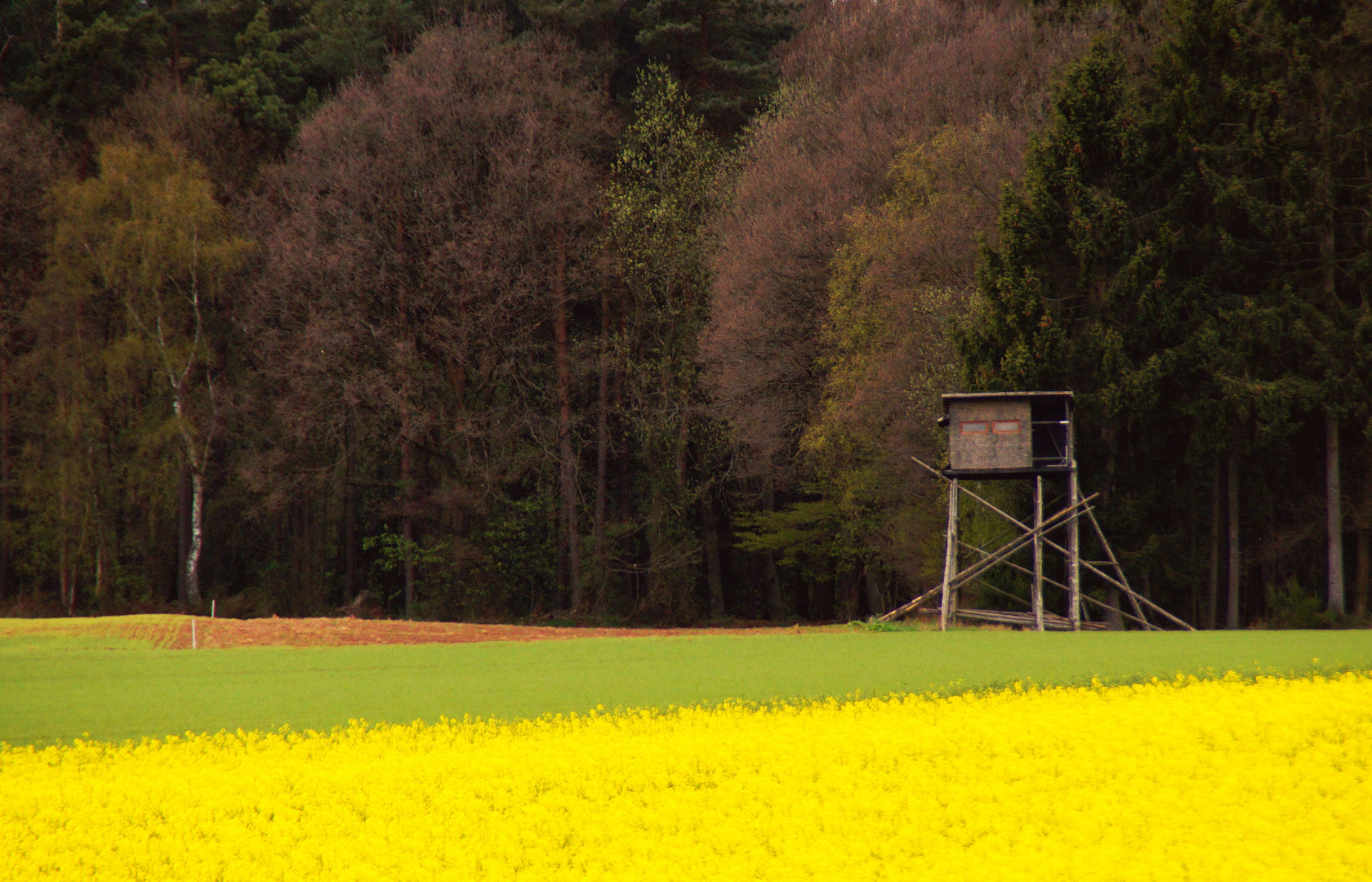 Hochsitz 12 -  am Rapsfeld