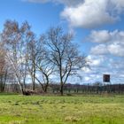 Hochsitz am Gothensee auf Usedom