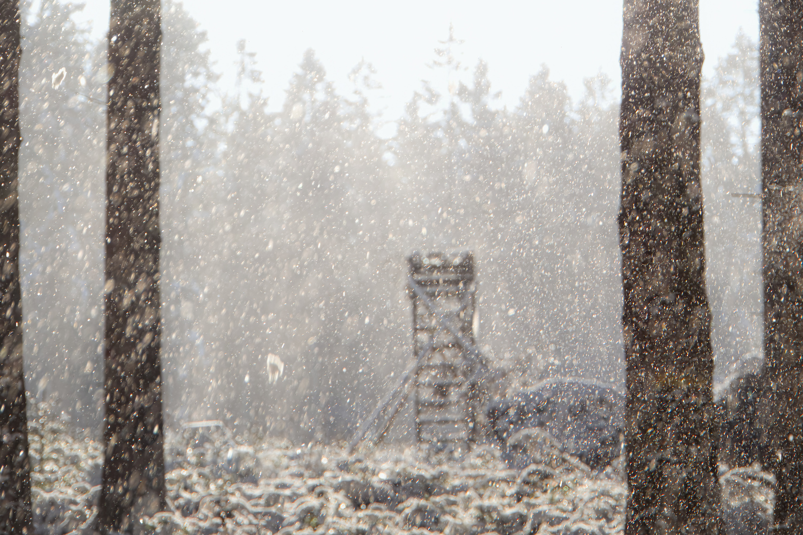 Hochsitz bei Sonne und : Schnee von den Bäumen