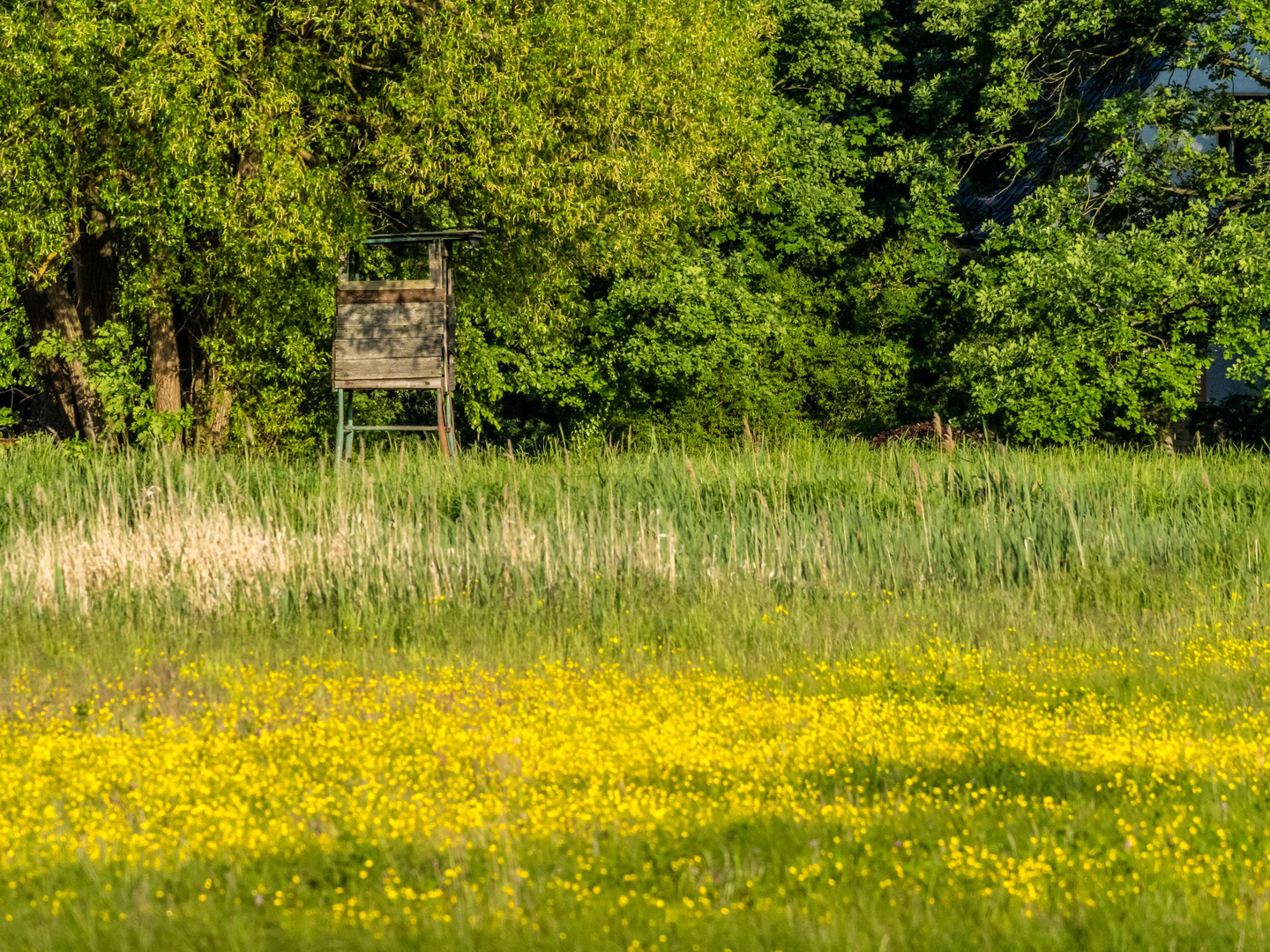 Hochsitz hinter der blühenden Wiese