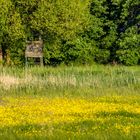 Hochsitz hinter der blühenden Wiese