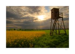 Hochsitz im Abendlicht