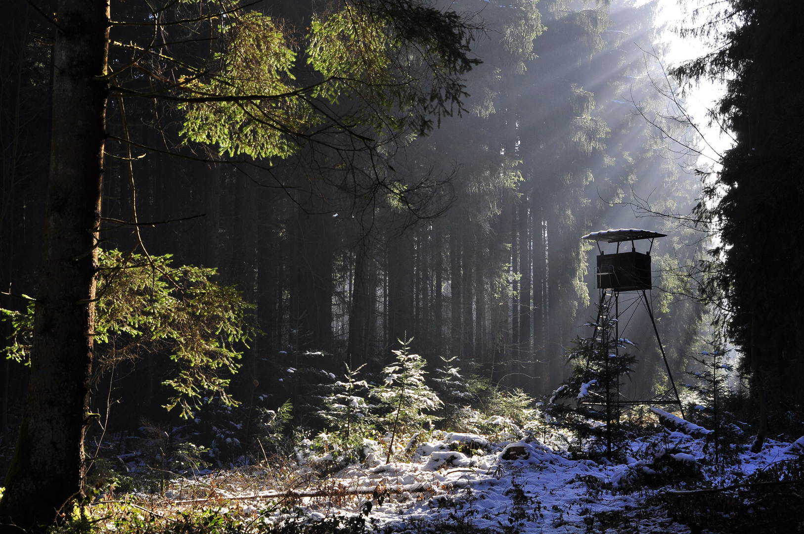 Hochsitz im Forstenrieder Park