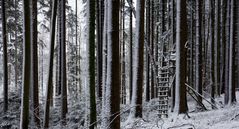 Hochsitz im Winterfichtenwald