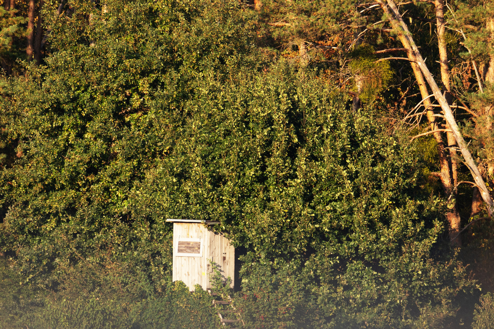 Hochsitz in der Ferne