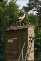 Hochsitz in der Rominter Heide