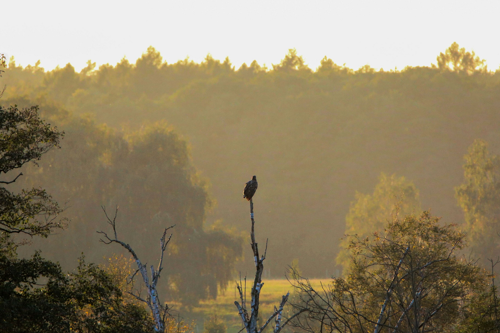 Hochsitz Seeadler