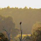 Hochsitz Seeadler