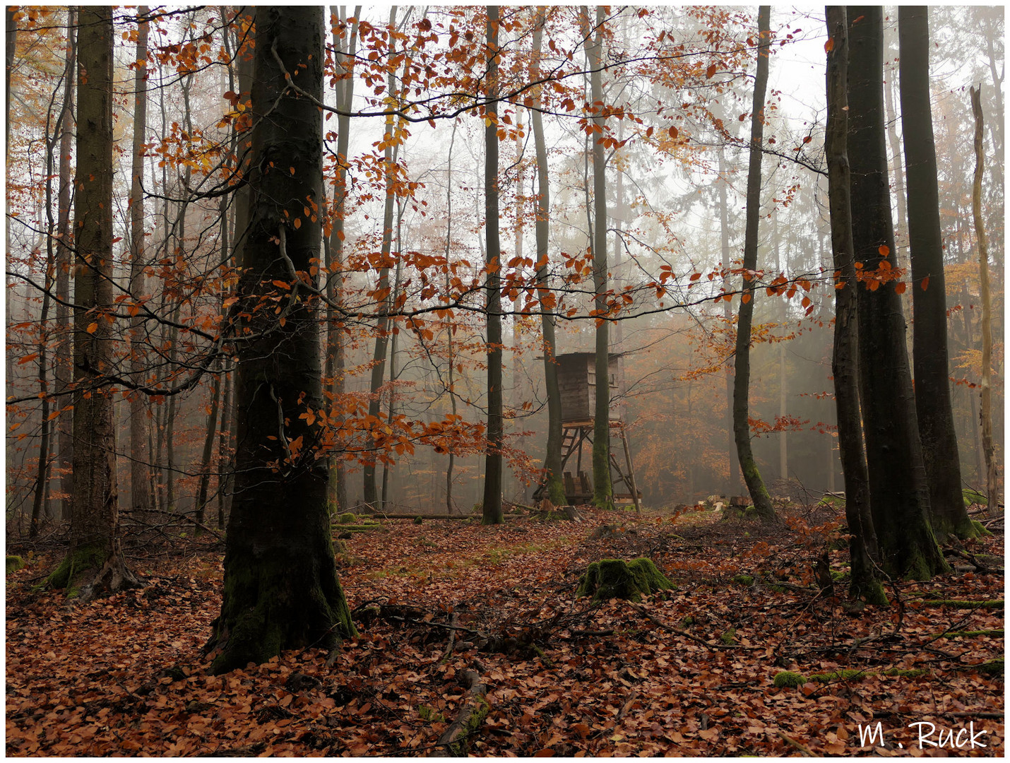 Hochsitze im Wald ,