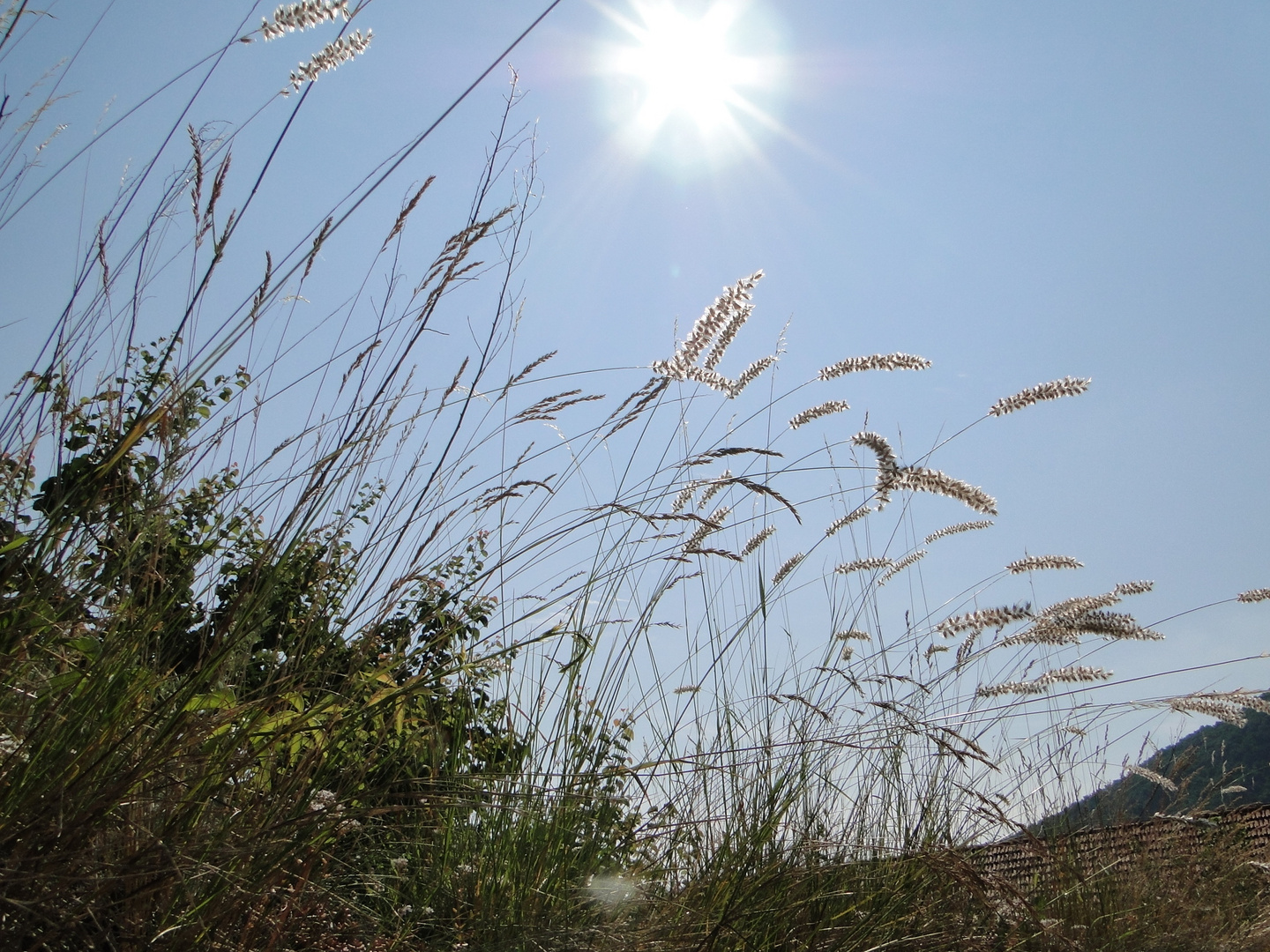 Hochsommer