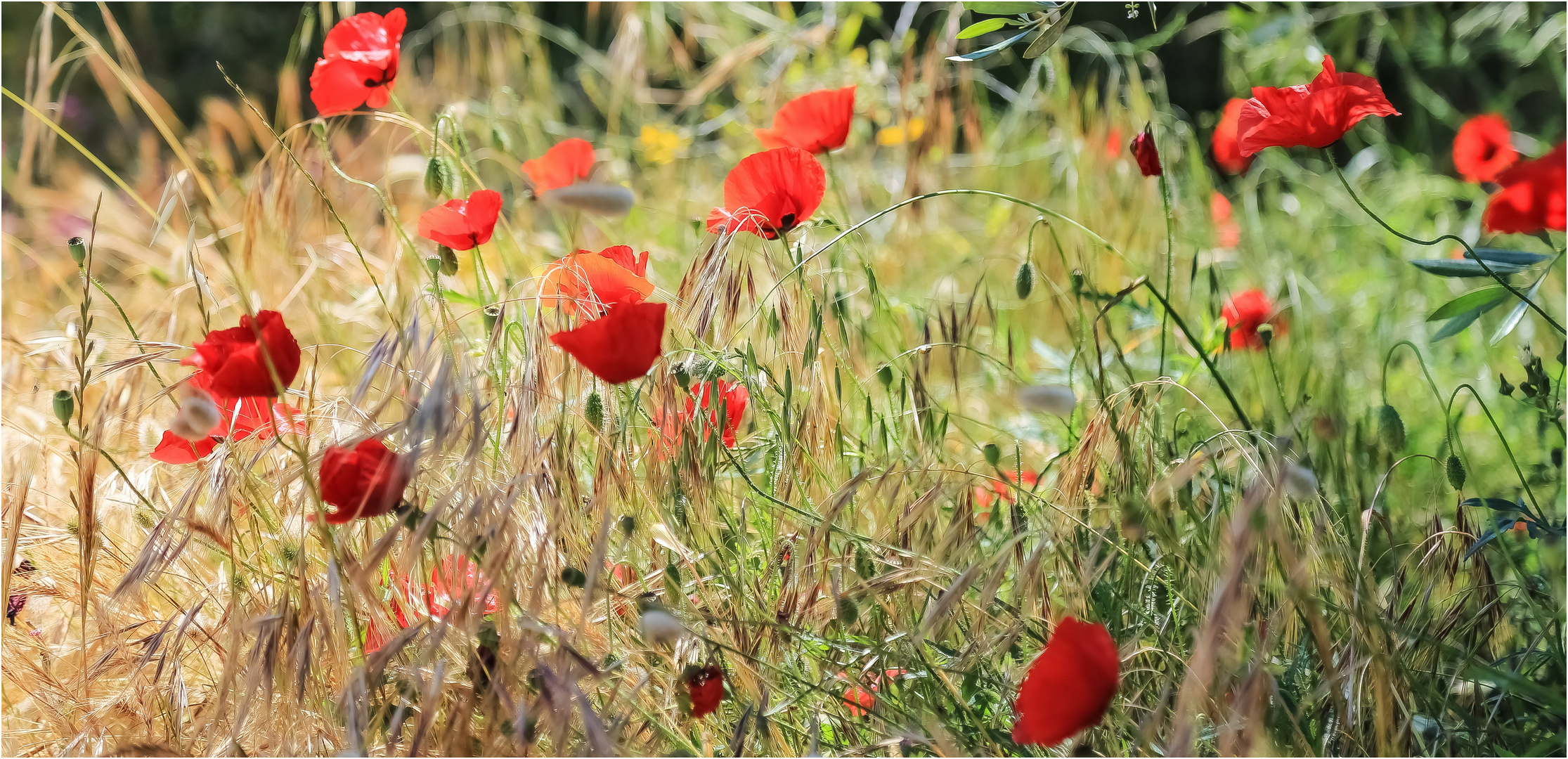 Hochsommer