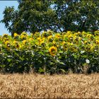 Hochsommer