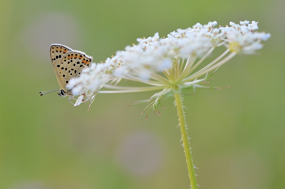 *Hochsommer...*