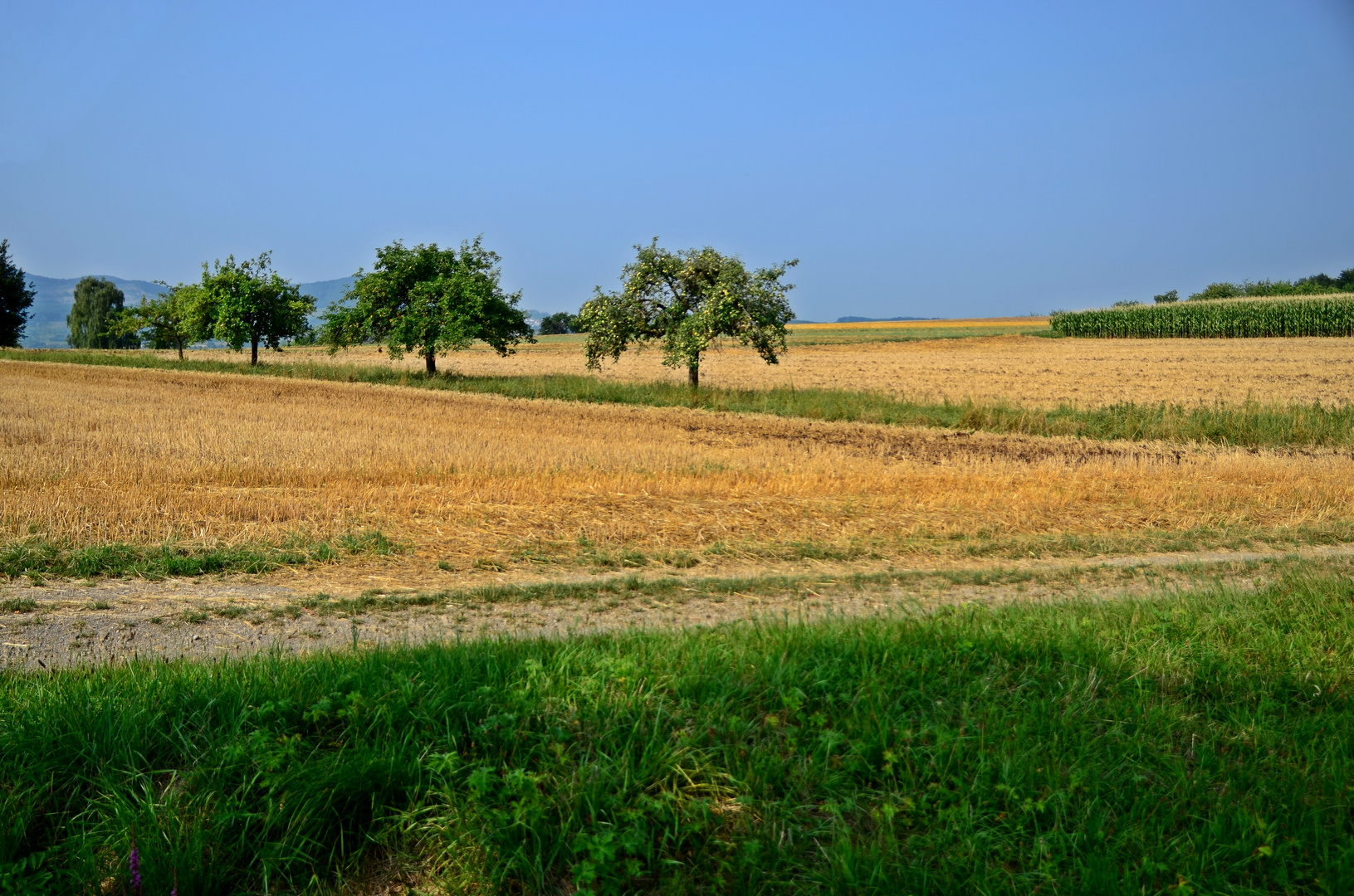 Hochsommer