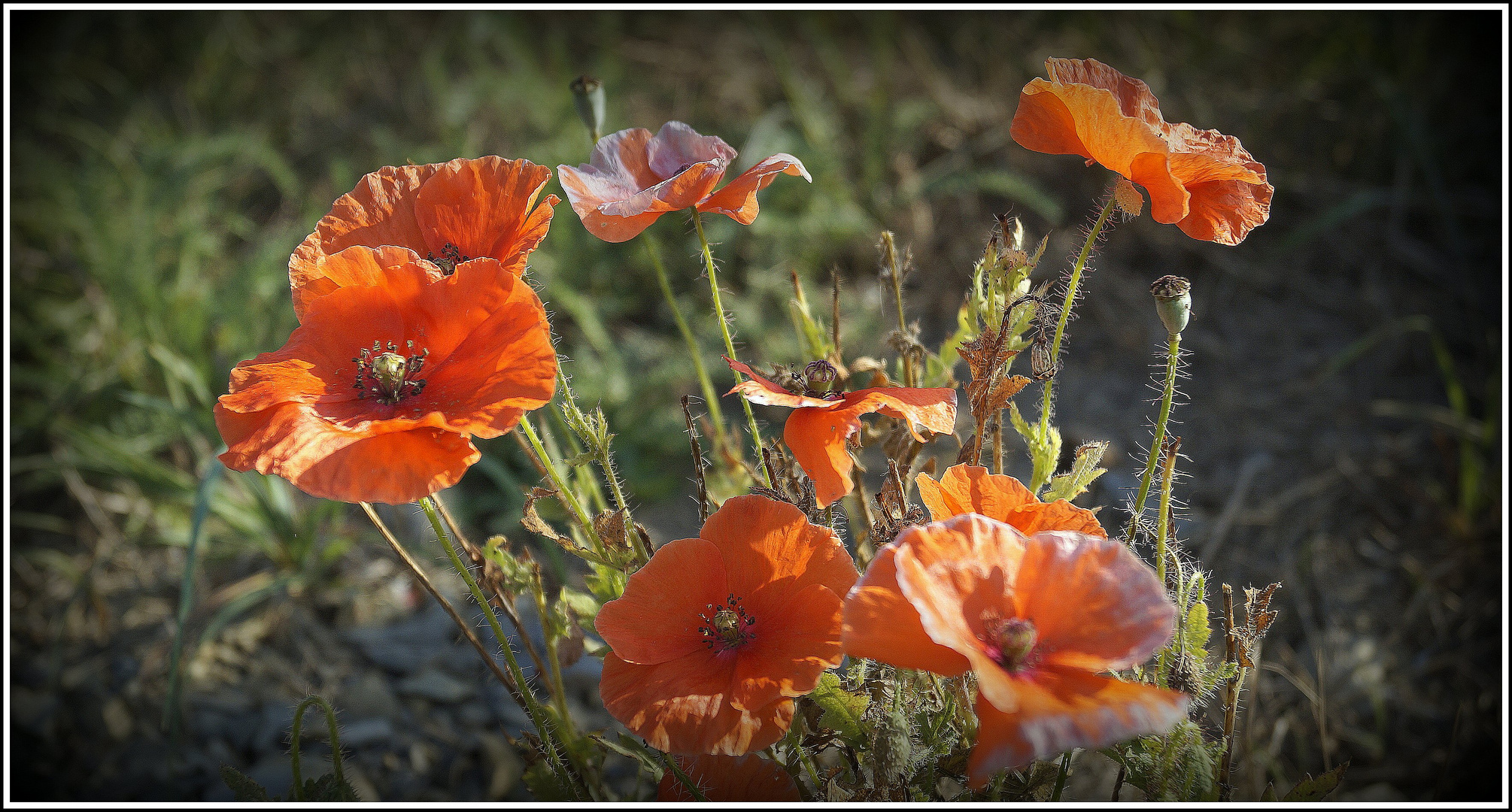 Hochsommer