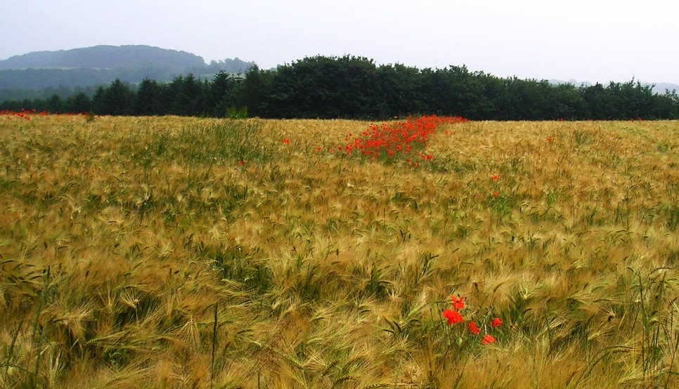 Hochsommer