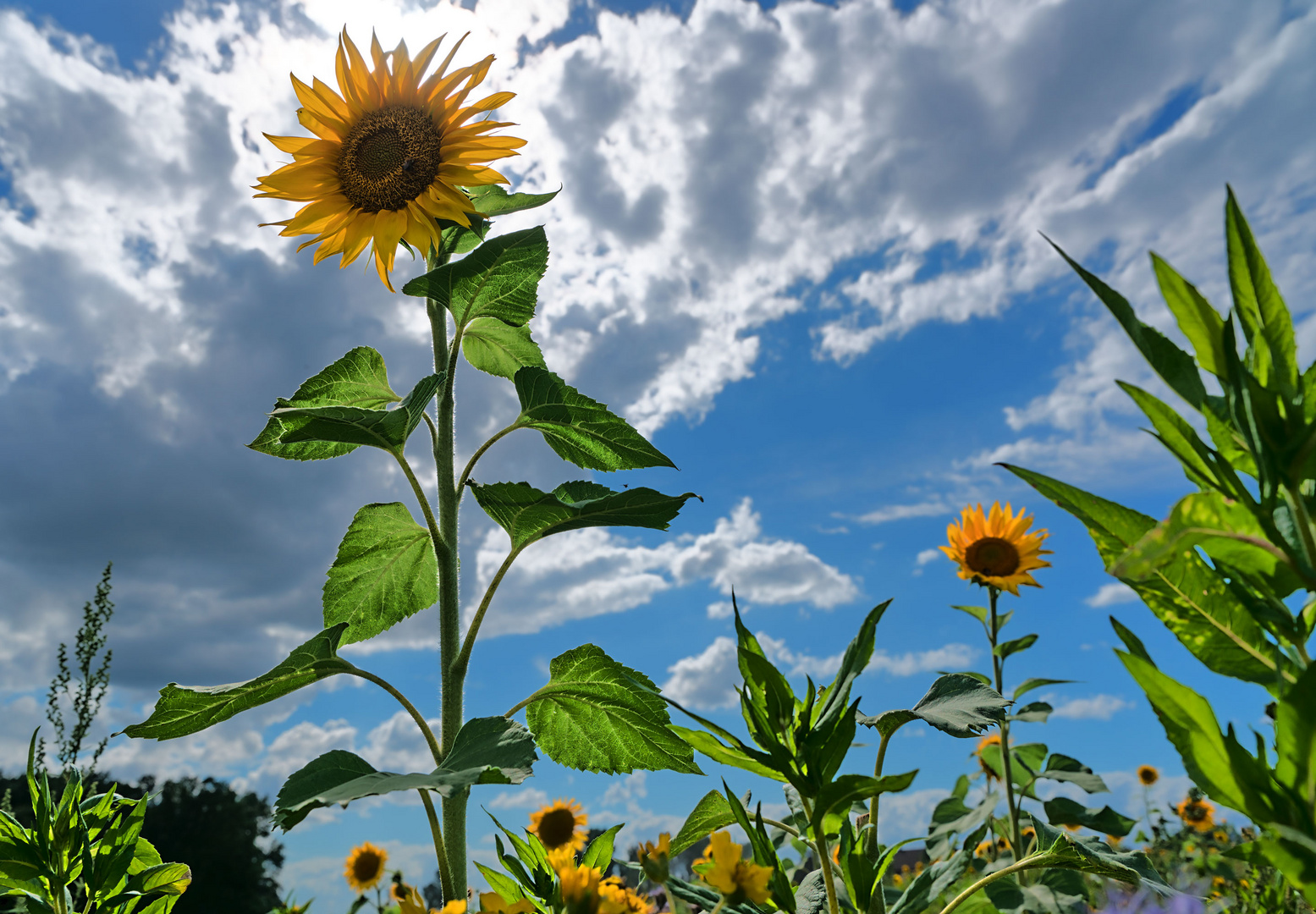 Hochsommer