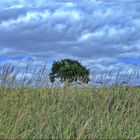 Hochsommer am Dorfrand / Oberpfalz i. Bayern