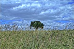 Hochsommer am Dorfrand / Oberpfalz i. Bayern