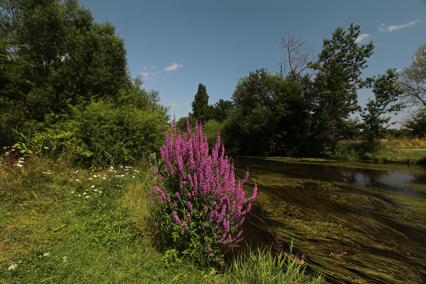 Hochsommer am Fluss