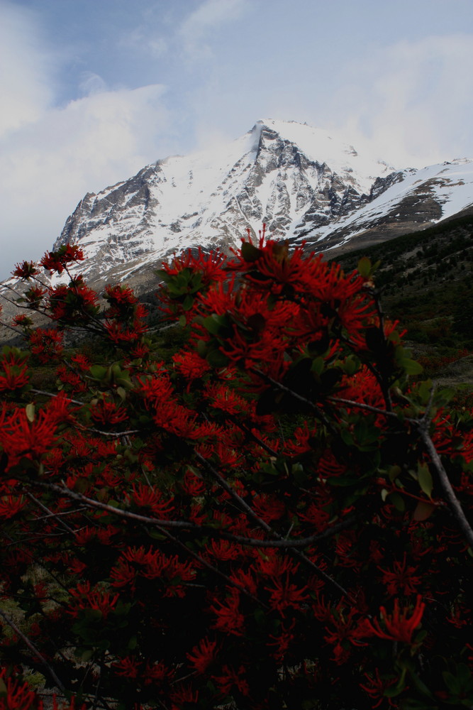 Hochsommer am Torres del Paine