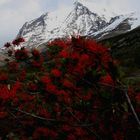 Hochsommer am Torres del Paine