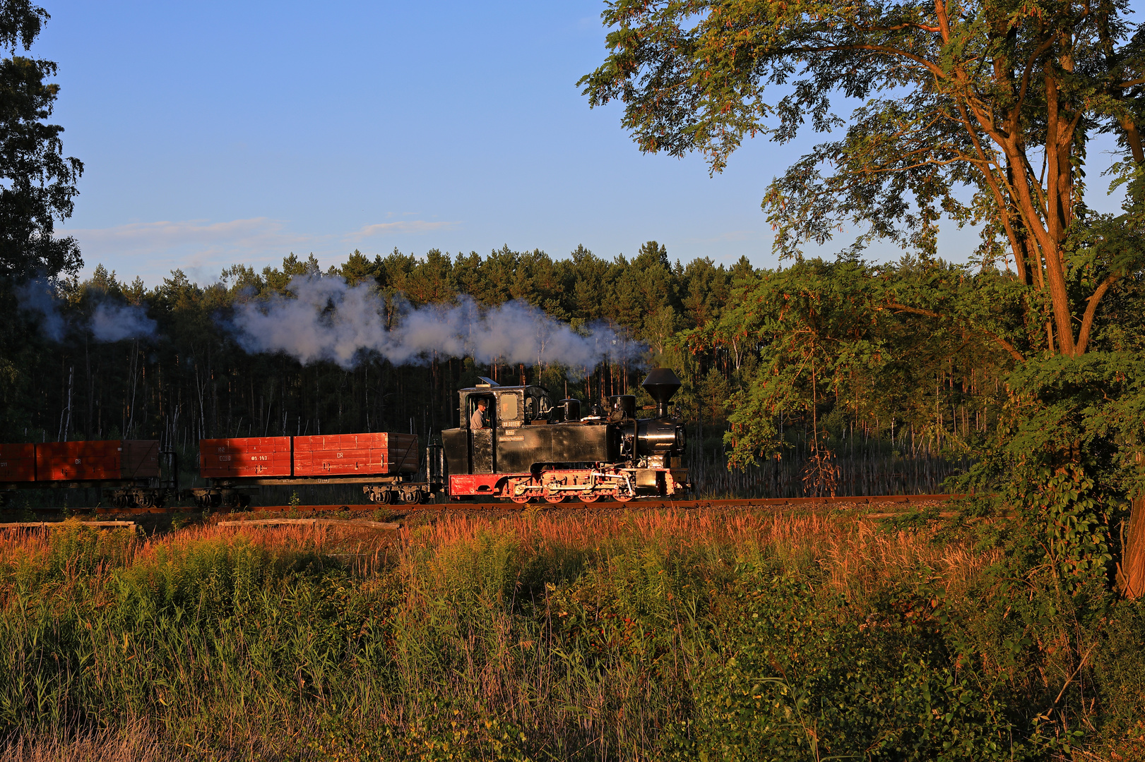 Hochsommer auf der Waldeisenbahn Muskau 05