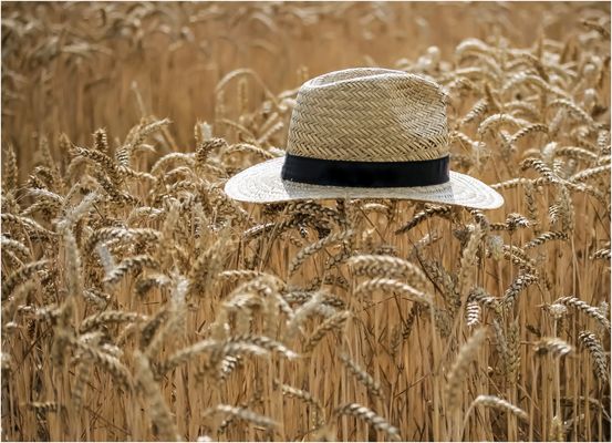 HochSommer- Erntezeit