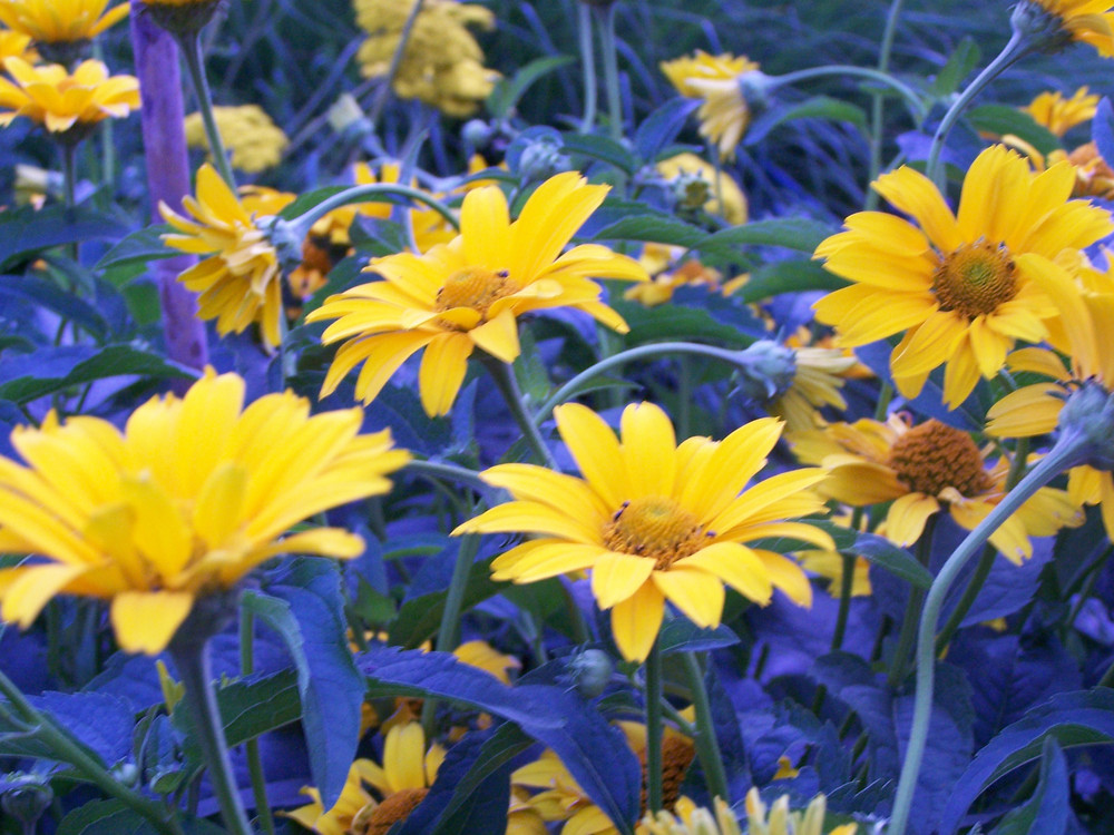 Hochsommer im Garten