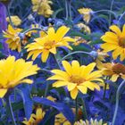 Hochsommer im Garten