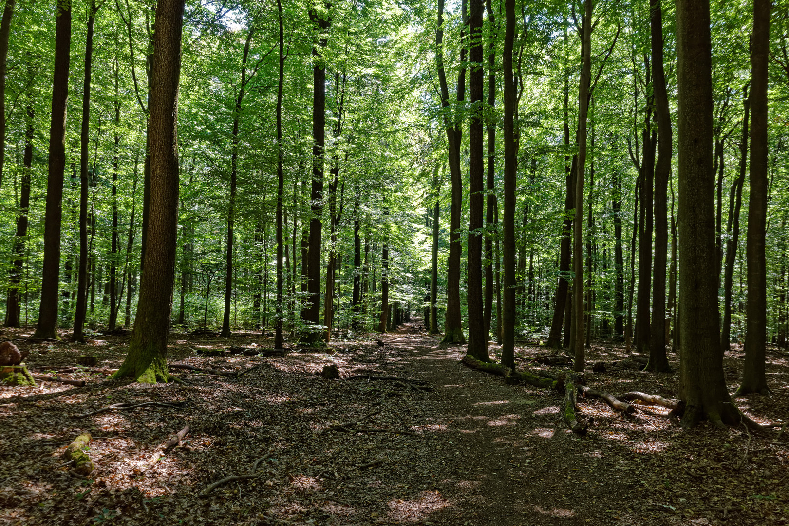 Hochsommer im Laubwald