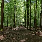 Hochsommer im Laubwald