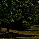 HOCHSOMMER IM PARK