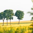 Hochsommer im Schmidatal