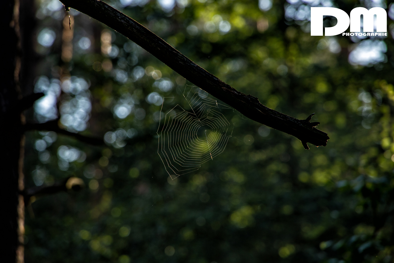 Hochsommer im Wald am Labussee