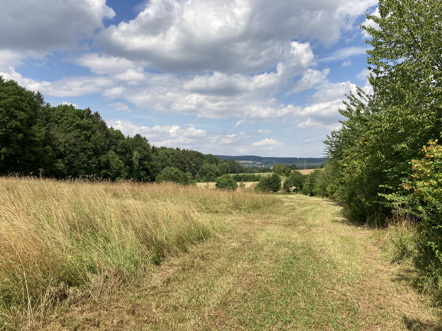 Hochsommer in Chemnitz-Reichenbrand