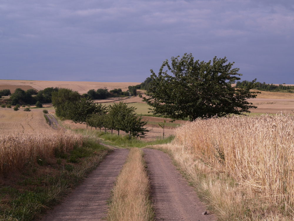 Hochsommer in der Eifel