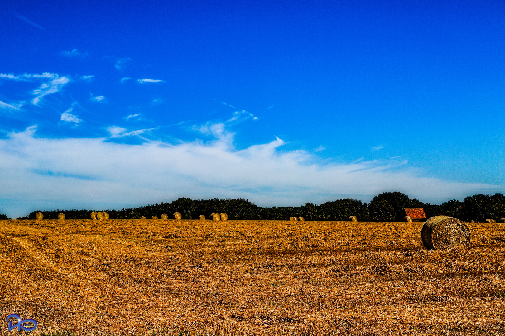 Hochsommer in der Ried