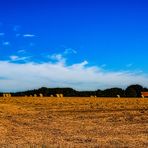 Hochsommer in der Ried