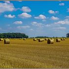 Hochsommer in der Soester Börde