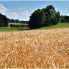 Hochsommer in Deutschland IV