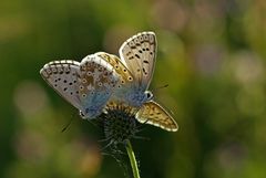 Hochsommer-Schmetterling