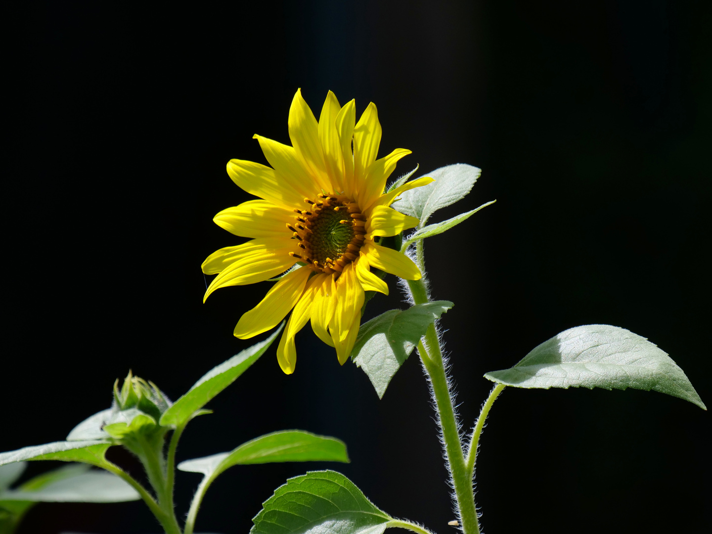 Hochsommer - Sonnenblume