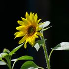 Hochsommer - Sonnenblume